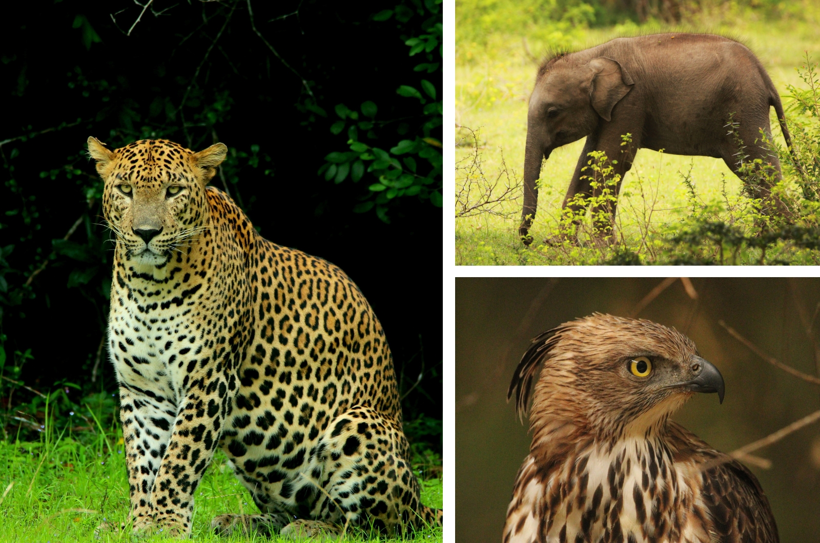 Nature & Wildlife