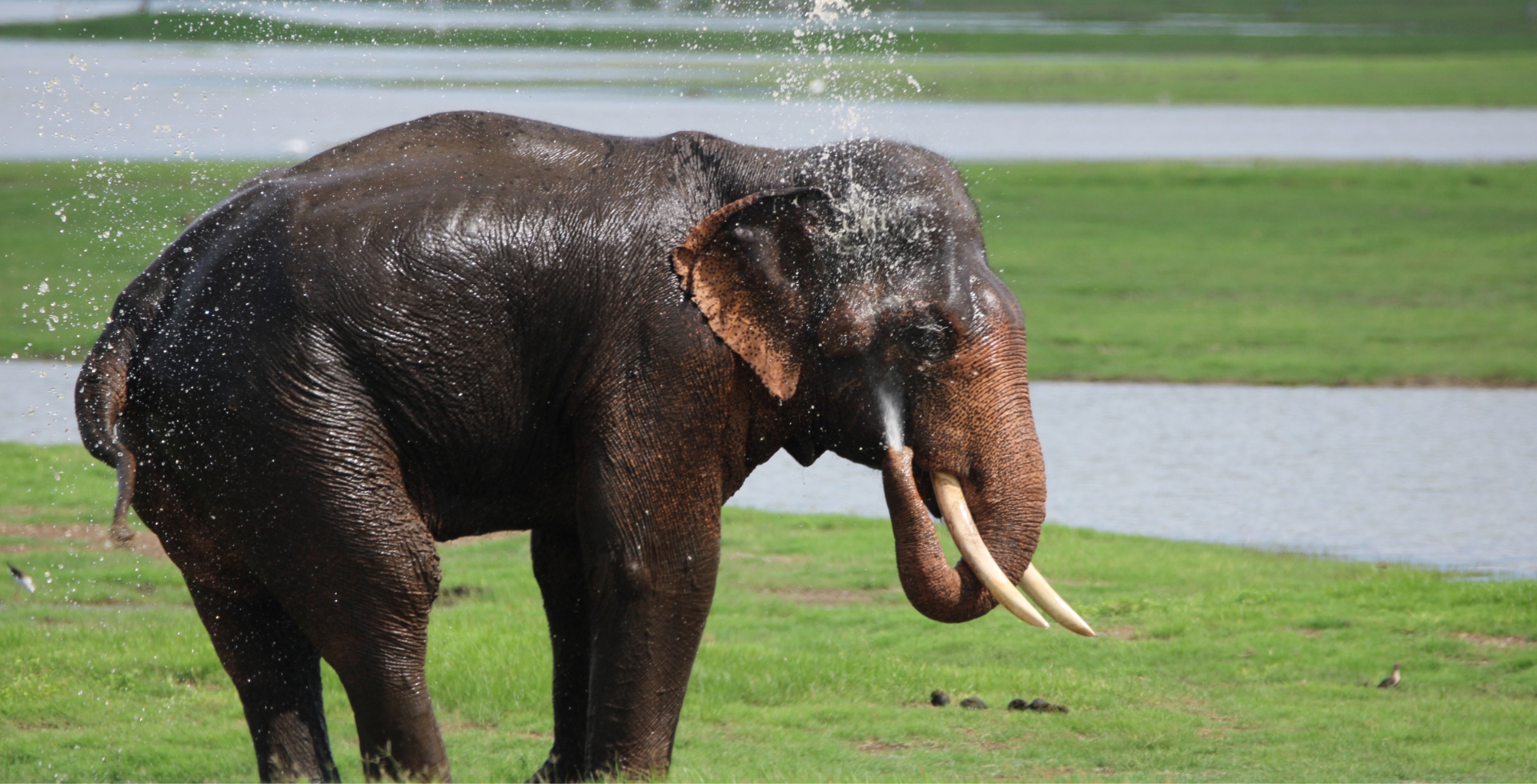 Kaudulla National Park