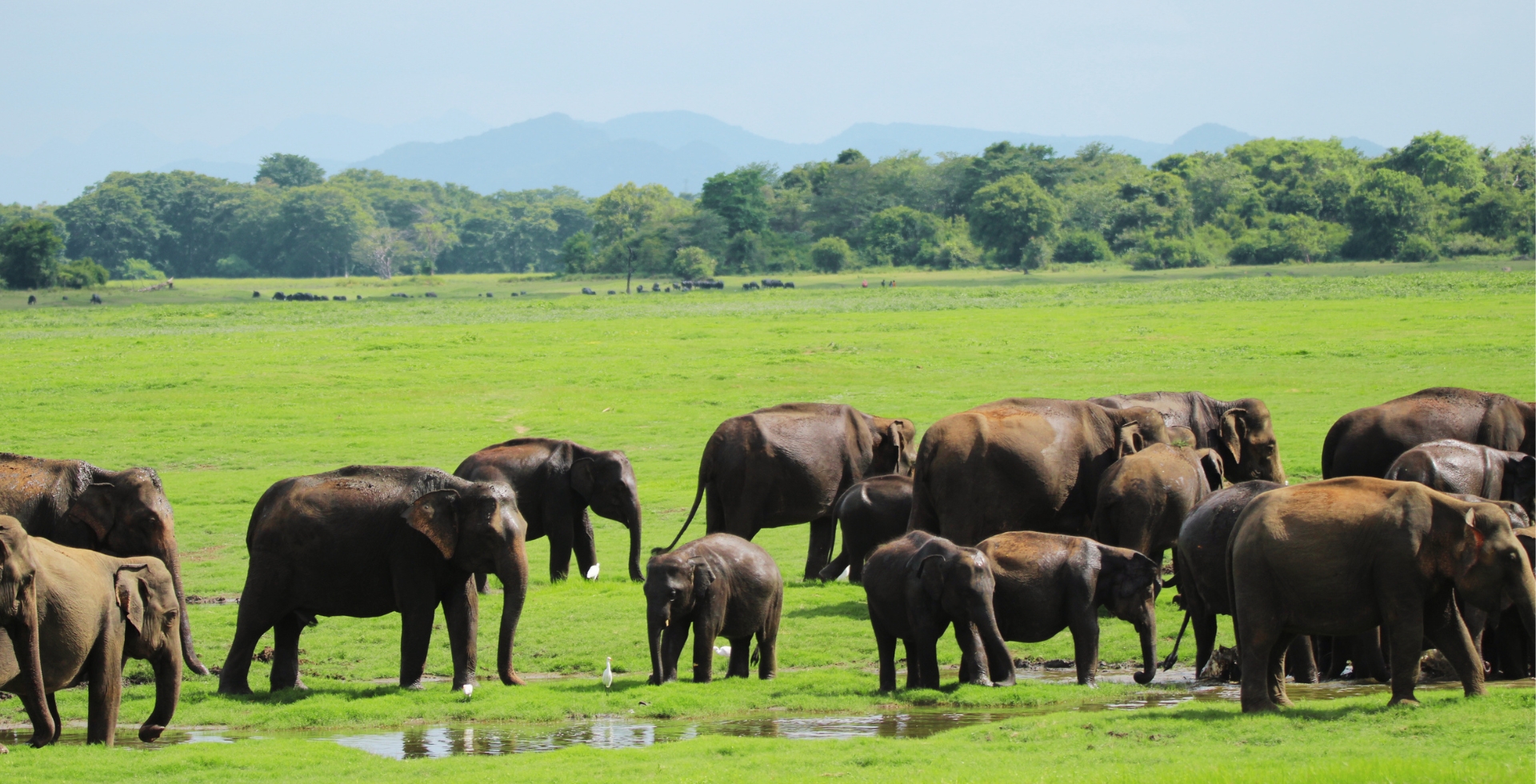 Minneriya National Park