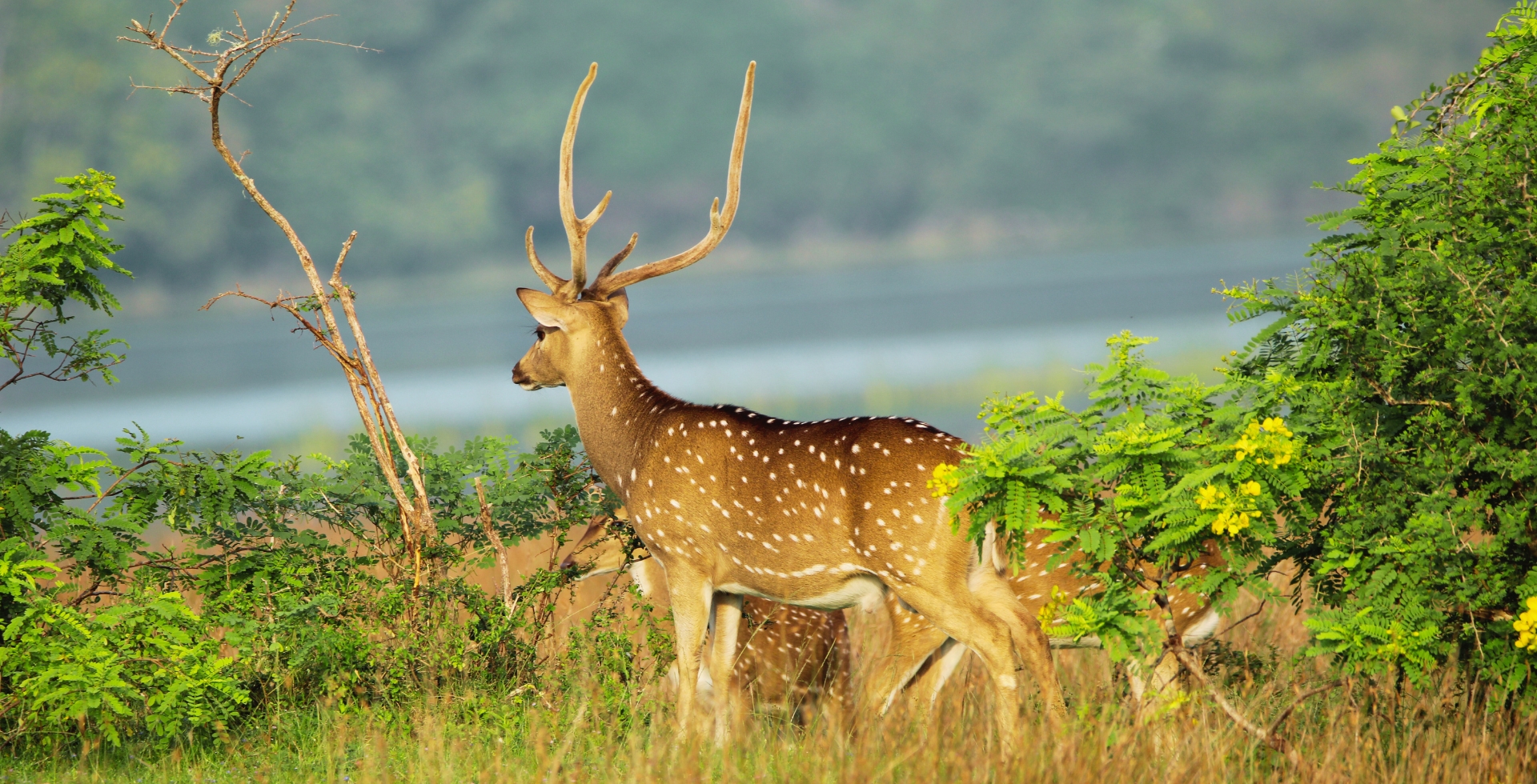 Wasgamuwa National Park