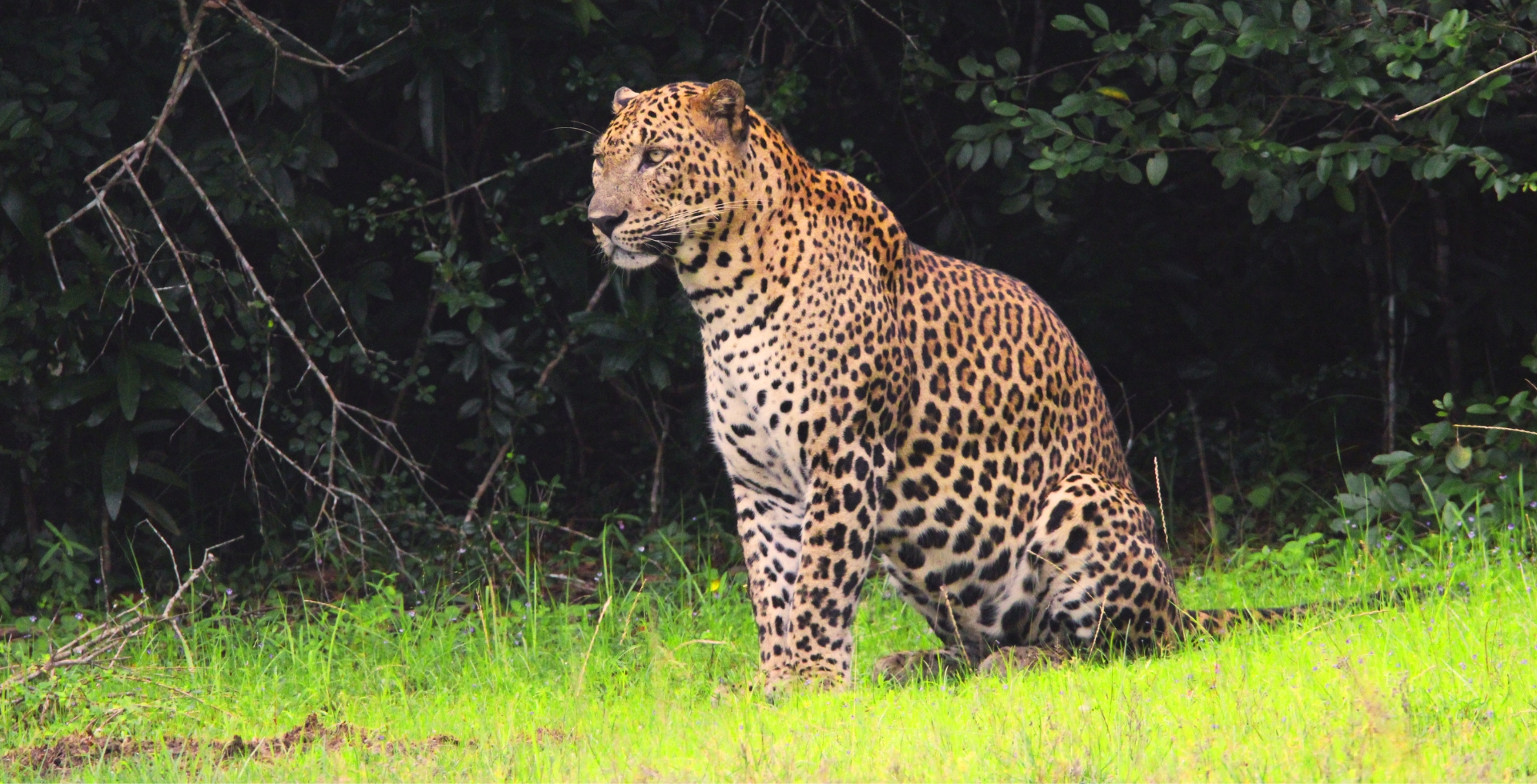Wilpattu National Park