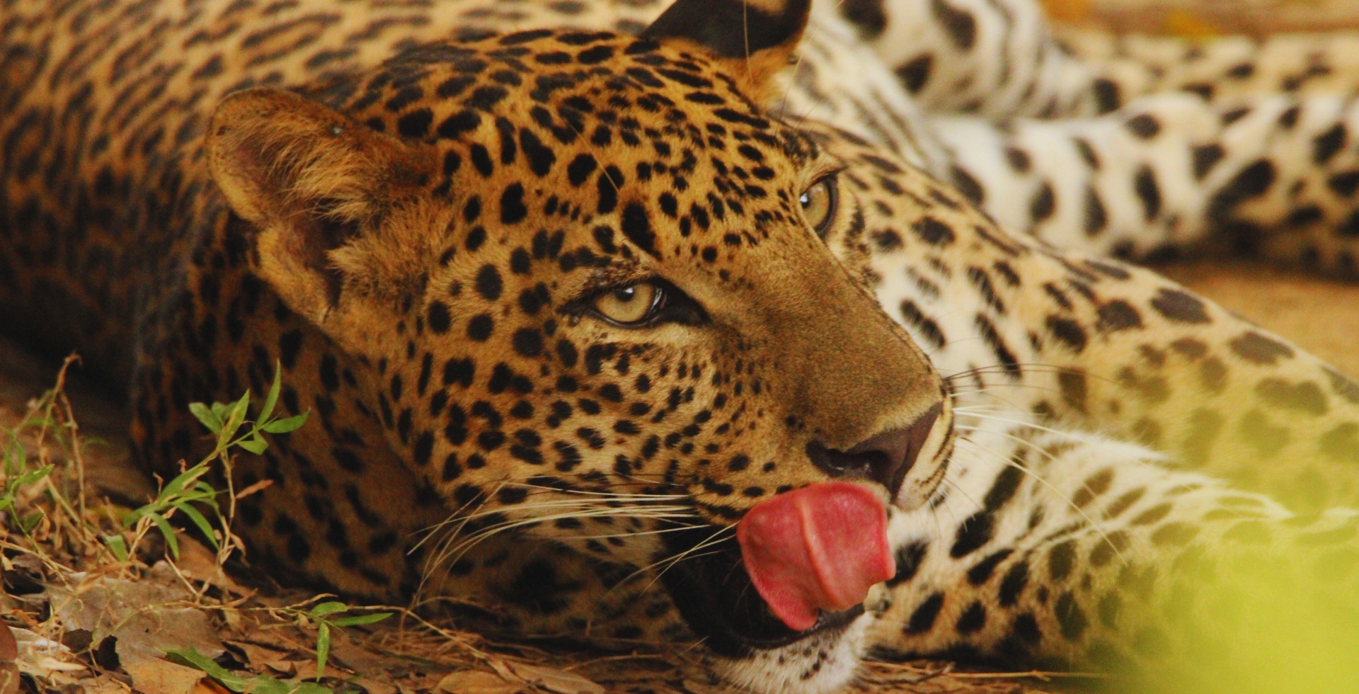Yala National Park