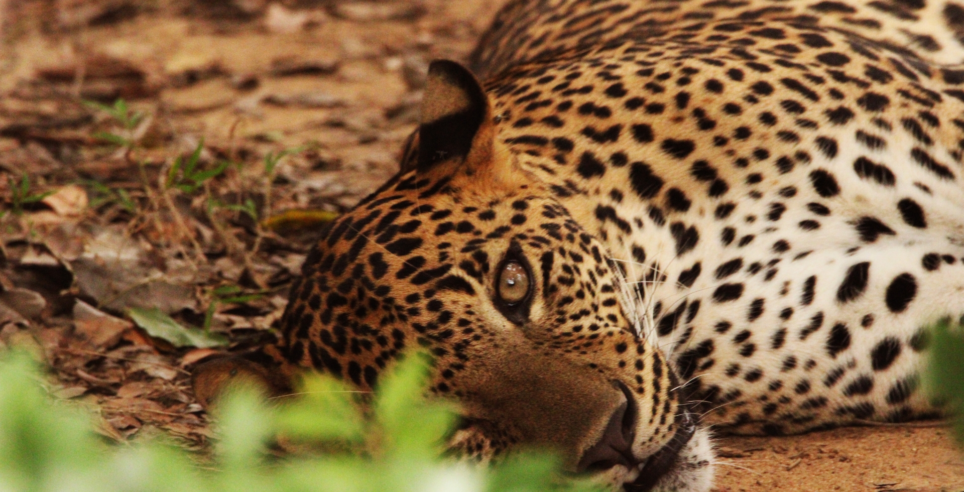 Wildlife photography camera gear