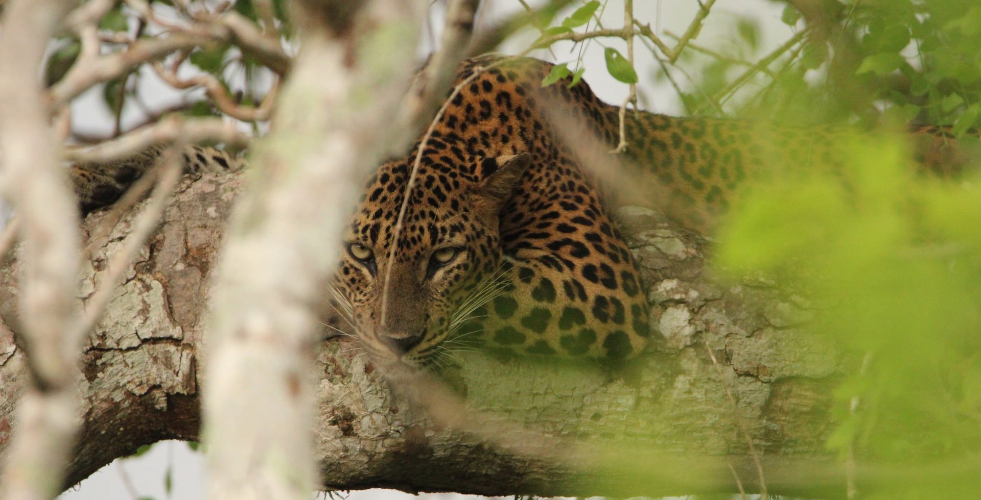 Wildlife photography in Sri Lanka