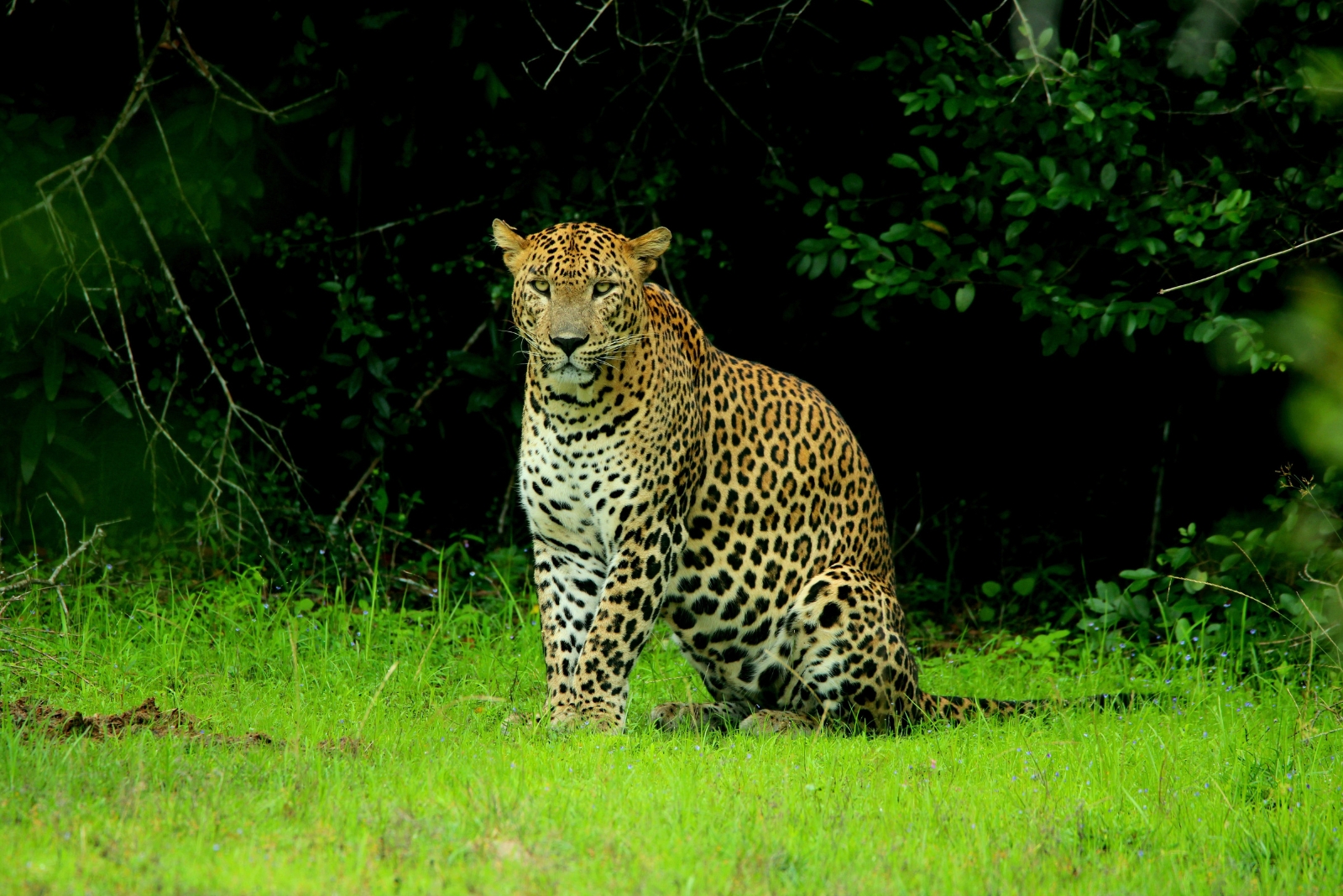 Best Safari Parks